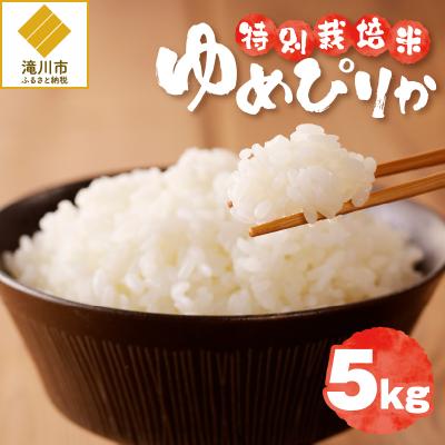 ふるさと納税 滝川市 《令和7年産》特別栽培米ゆめぴりか 5kg 特A 減農薬 白米 ブランド米 北海道滝川市