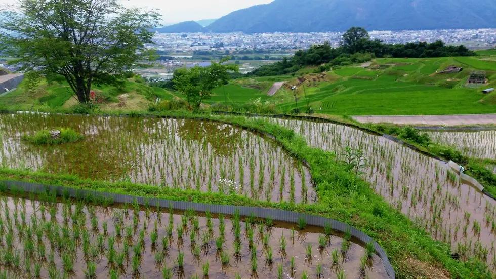 【2026年先行予約】【令和8年産】定期 12ヶ月 姨捨の棚田 プレミアムコシヒカリ 「 棚田姫 」 5kg | コシヒカリ