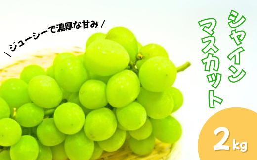 【2025年先行予約】 シャインマスカット 朝採り! 約2kg 葡萄 ブドウ 白ぶどう 種無し 種なし 皮ごと 千曲市 長野県 信州