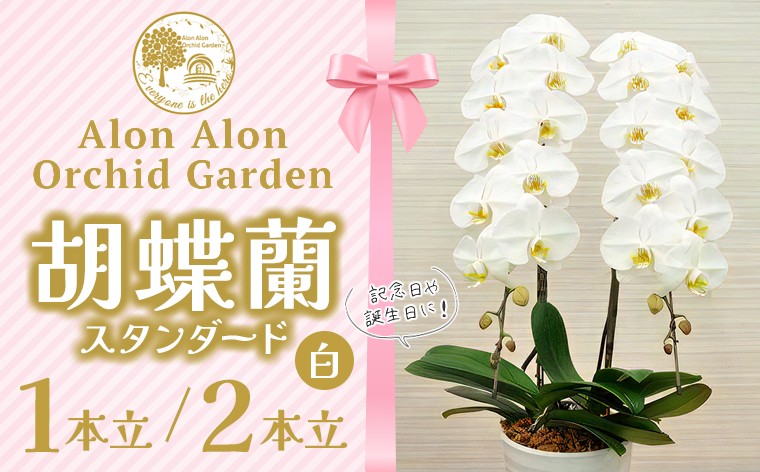 
                  胡蝶蘭（スタンダード）１本立 ２本立／NPO法人Alon Alon　花 胡蝶蘭 コチョウラン 1本 2本 おすすめ 生花 スタンダード 鉢植え 障がい者 自立支援 高品質 贈答用 ギフト 贈り物 プレゼント お祝い 御祝い 開店祝い 就職祝い 卒業 入学 誕生日 敬老の日 父の日 母の日 慶弔花 記念日 有名企業 著名人 Alon Alon 千葉県 富津市 送料無料
                