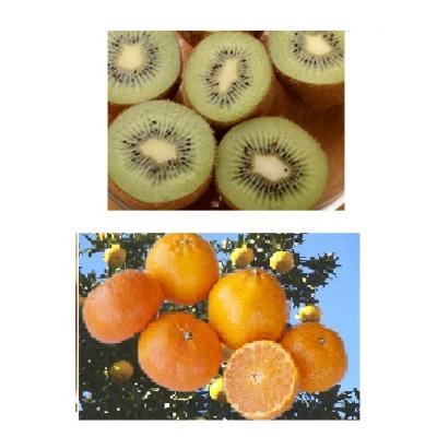 ふるさと納税 富士市 みかん3kg&amp;キウイフルーツ(ヘイワード)2kgの詰め合わせ(1008)