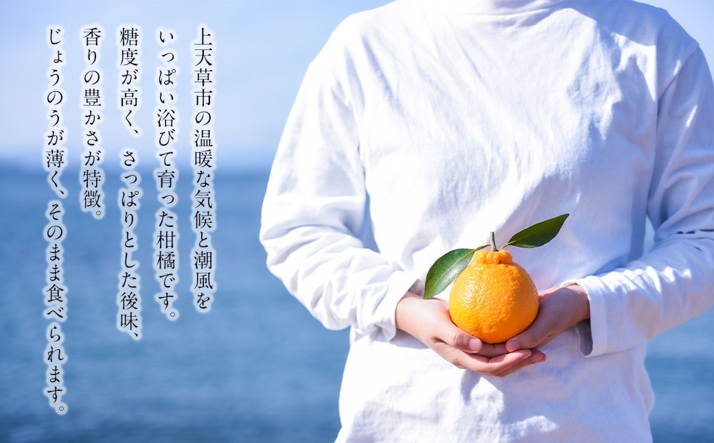 上天草市産 不知火 約3kg