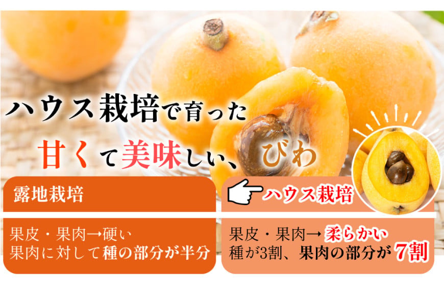 AH093 【先行受付】長崎県産 ハウスびわ 約500g 化粧箱入り 【 フルーツ 果物 くだもの びわ ビワ 枇杷 数量限定 季節限定 初夏 冷蔵 長崎県 島原市 】_イメージ2