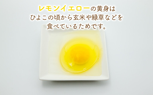 北海道 豊浦 おふけしの平飼い卵 48個  TYUZ003