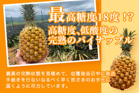《2024年6月まで発送》最高糖度18度！？ 石垣島産完熟スナックパイン 2個セット 【 沖縄県 石垣市 石垣島 完熟 パイン パイナップル スナック 産地直送 】TF-23
