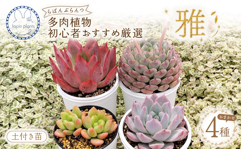 
                  多肉植物 【雅】 らぱんぷらんつ 初心者さんおすすめ厳選4種 土付き苗 おまかせ 多肉 植物 花 季節の多肉 詰め合わせ 多肉セット インテリア 観葉植物 おうち時間 ギフト プレゼント lapin plants 静岡県 三島市
                