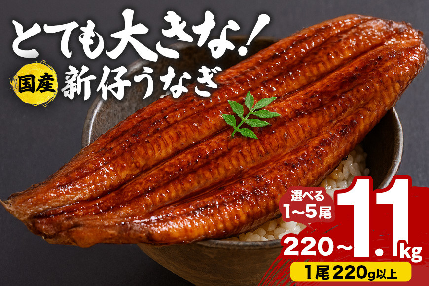 
            超特大!やわらか 国内産うなぎ蒲焼 10000円から 選べる 1尾～5尾 (220～250g×1尾～5尾) 肉厚ジューシー ふっくら柔らか ブランド鰻使用 秘伝のタレ・山椒付き 湯煎で簡単調理 うな丼 うな重 贈答用 ギフト 冷蔵配送 国産 茨城県 潮来市
          