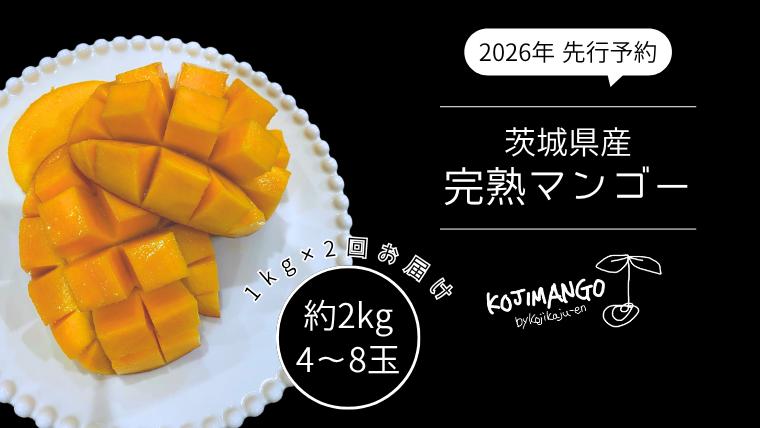
            【 先行予約 2026年8月中旬順次発送】 完熟マンゴー 2～4玉×2 ( 約1kg ×2回発送 ) アーウィン マンゴー 茨城県 八千代町 [CX001ya]
          