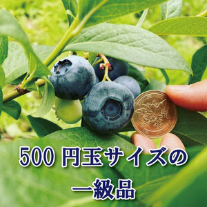 自然が育てた美馬のブルーベリー 大粒 400g（100g×4パック）冷蔵 2024年6月～発送