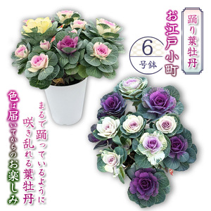 踊り葉牡丹 お江戸小町 6号鉢  | 栃木県 下野市