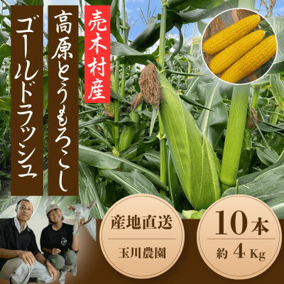 【ふるさと納税】【2025年発送】長野県売木村産 朝採れ高原とうもろこし「ゴールドラッシュ」10本入り【配送不可地域：離島】【1579226】