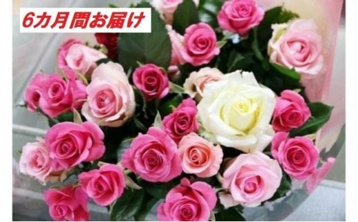 【20本×6カ月】生産者直送　有機栽培で育った朝切りバラの花束　花の定期便　【11246-0076】