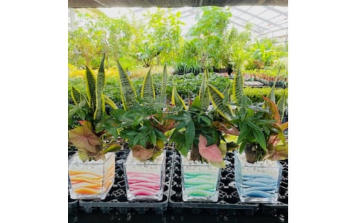 みさと市カラーの観葉植物　4種【1392446】