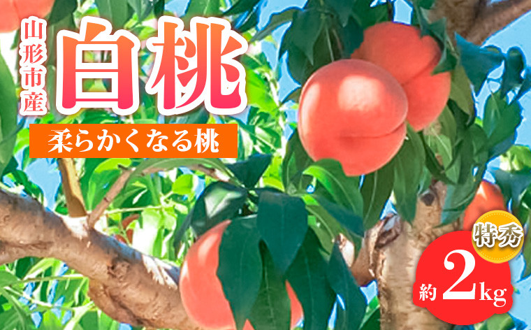 
                  山形市産 白桃 特秀品 約2kg(4～８玉)  柔らかくなる桃 【令和9年産先行予約】FS24-756 くだもの 果物 フルーツ 山形 山形県 山形市 2027年産
                