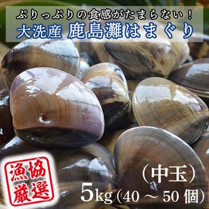 大洗産鹿島灘天然はまぐり 5㎏ 冷蔵 お吸い物 ハマグリ 蛤 貝 砂抜き処理 魚介類 大洗産 天然 はまぐり_BQ015