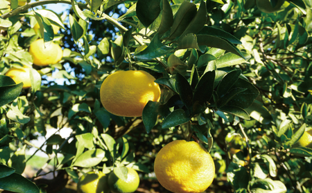 先行予約 スイートスプリング 約4kg 20個前後 2025年12月上旬から2026年1月下旬頃発送予定 ひでみかん