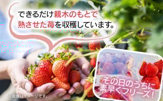 フローズンあまおう2kg(500g×4袋)　BD11