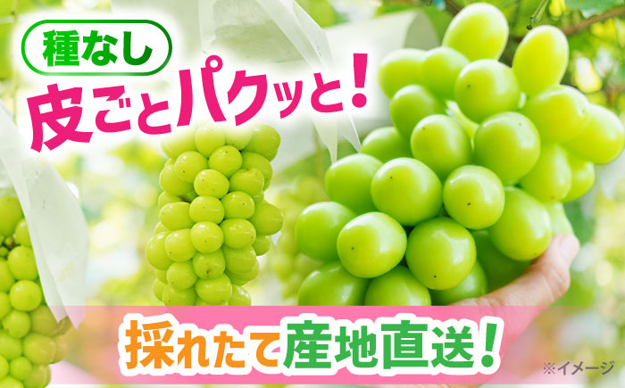 【9月発送】 シャインマスカット 約1.5kg（2房）＜濱崎農園＞ [CGN005]