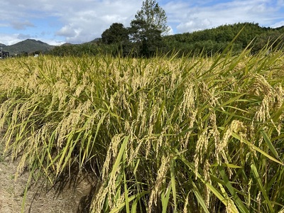 C123 あいお（秋穂）で育ったお米 にこまる 1分づき米 10kg