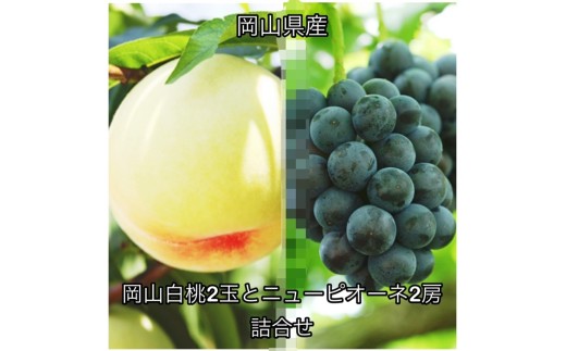 岡山白桃2玉とニューピオーネ2房 詰合せ 化粧箱入り 岡山県産