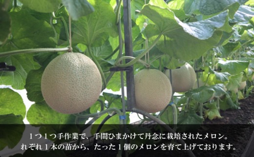 【011-31】【令和6年10月発送分】南張 メロン １個 川口農園 / フルーツ 果物 果実 新鮮 お取り寄せ くだもの 人気 デザート 贈り物 おくりもの ギフト melon 伊勢 志摩 三重県 