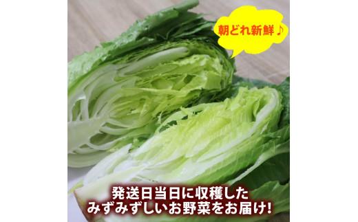 野菜 セット 6~7品目 以上 お野菜 季節 野菜 旬 新鮮 産地直送 詰め合わせ やさい おいしい 自然 セット 美味しい たっぷり 丸新柴本製茶 静岡県 牧之原市