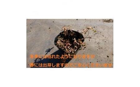 緑の力で地球を元気に!＜ヒメイワダレソウ＞9cmポット 緑の絨毯 40鉢 芝生のように広がる