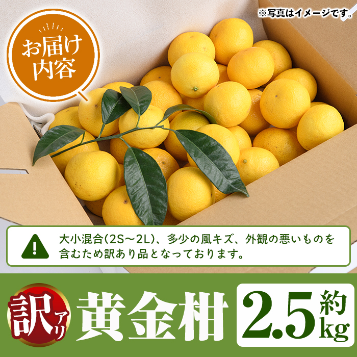 ＜先行予約受付中！2027年2月上旬以降順次発送予定＞訳あり！まなべみかん園の黄金柑(約2.5kg) 国産 鹿児島県産 阿久根市産 柑橘類 果物 フルーツ みかん ミカン 蜜柑 期間限定 数量限定 デ
