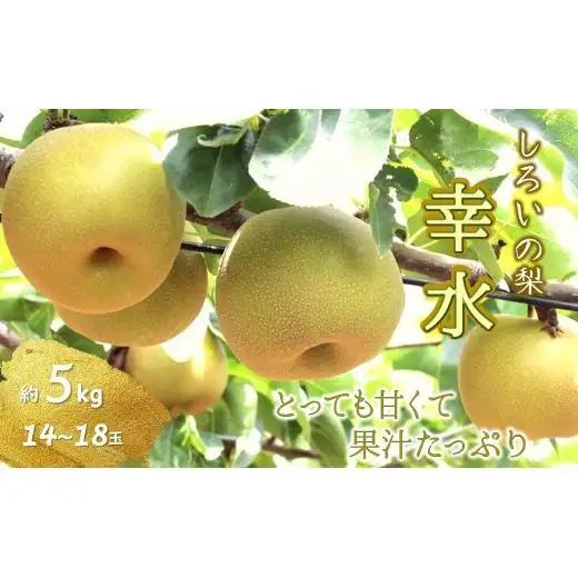 【2026年夏収穫分】幸水 5kg 14～18玉 しろいの梨 予約受付 ジューシー 甘い 美味しい おすすめ 甘い梨 フルーツ 果物 特産品 千葉県産