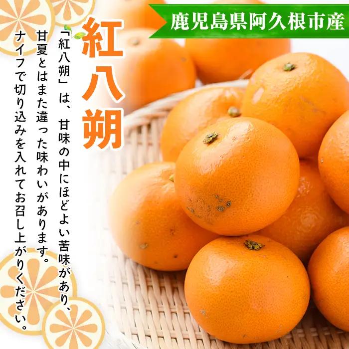＜先行予約受付中！2027年2月上旬以降順次発送予定＞訳あり！まなべみかん園の紅八朔(約10kg) 国産 鹿児島県産 阿久根市産 柑橘類 みかん 蜜柑 果物 ミカン デザート フルーツ 数量限定 期間