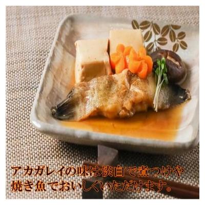 ふるさと納税 豊浦町 北海道 豊浦 噴火湾 水揚げ 生アカガレイ 約2kg【TYUO077】 |  | 01