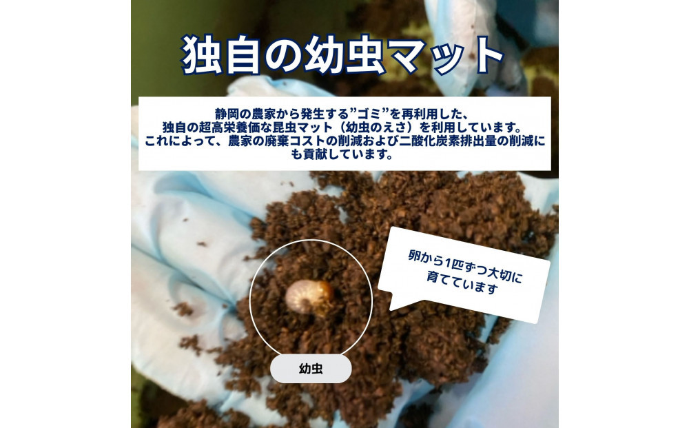 ヘラクレスオオカブト小型オス（100-120mm）【配送不可：北海道・沖縄・離島（一部除く】□