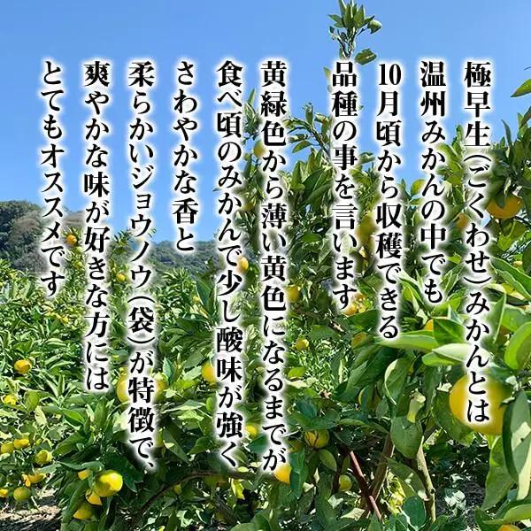 訳あり 極早生 みかん 箱込 5kg (内容量約 4.4kg) 有田みかん 和歌山