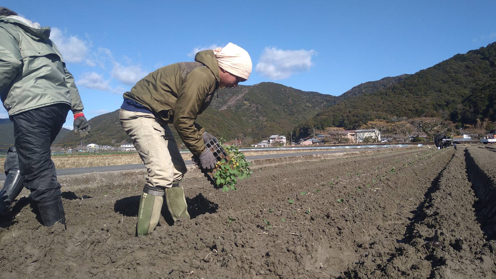 【先行予約】朝採り！土佐の春ブロッコリー（大玉6個）春野菜 ブロッコリー やさい 栄養 健康 ビタミンC おいしい 美味しい レシピ付き おかず お弁当 サラダ 料理 ギフト 贈答 国産【R00133