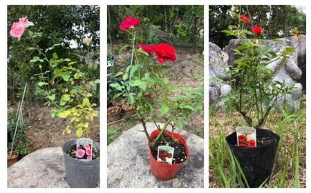 薔薇（ミニバラ苗木）：ふくやまシリーズ 3種混合・3ポット