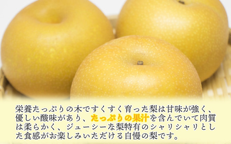 【先行予約】【幸水梨】3kg前後 (5~8個) たっぷりの果汁を含んだジューシーな梨！【2026年8月中旬以降順次発送予定】【梨 なし 和梨 先行予約 フルーツ 甘い みずみずしい 果実 果物 新鮮 