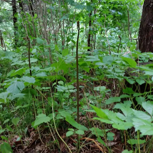 生わらび 極太 1.2kg 400g×3束 天然 岩手県 遠野市 産 ワラビ 山菜 田村りんご店 期間限定 数量限定 【 先行予約 2026年5月上旬発送】