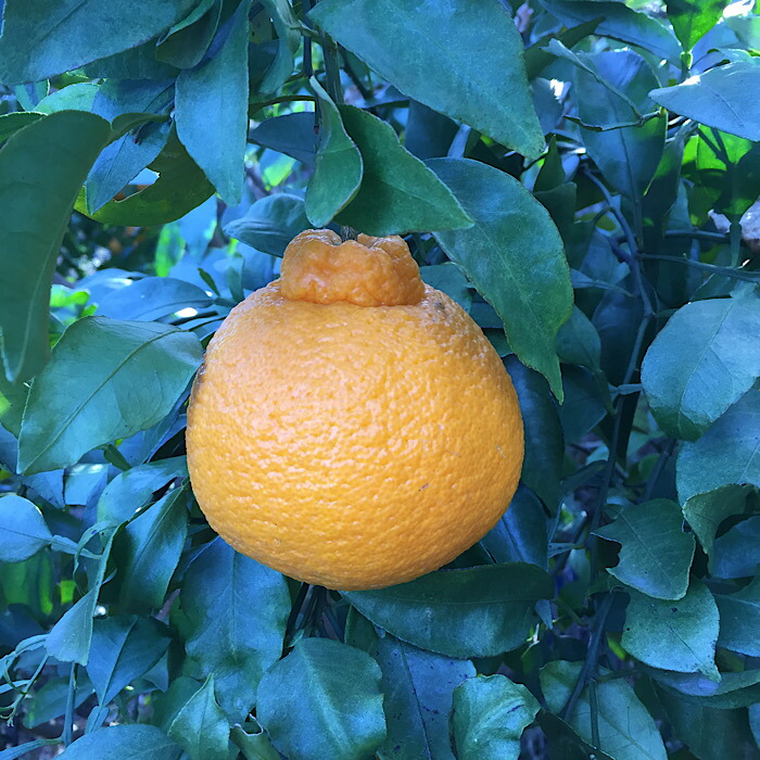 ZE6110n_和歌山県産 有田の不知火(しらぬひ) 6玉 L～2Lサイズ【