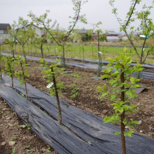 ＜すだ農園＞2年生 苗木◇ウメ(花梅) 摩耶紅梅(まやこうばい)[地掘苗 2023年] ※2024年11月中旬～2025年4月頃に順次発送予定 ※北海道・沖縄・離島への配送不可