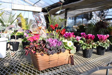 花 【農場直送！】季節の花　寄せ植え