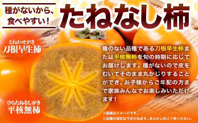 【先行予約】お試し用ブランド柿「黒あま」紀の川柿約1.5kg(4～6個)4L～2L《2025年10月中旬-11月末頃出荷》---wfn_wlocal80_10c11m_25_8000_15---