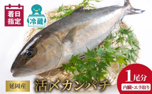 延岡産活〆鮮魚　職人技の脱血鮮魚　カンパチ　N019-YZD0118　請関水産