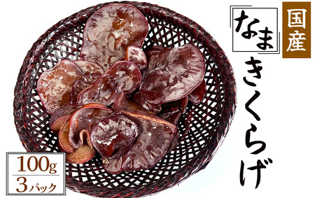 【季節限定】国産 生きくらげ 100g×3パック　【 きくらげ  きくらげ  きくらげ  きくらげ  きくらげ 】