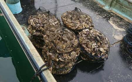 長崎県産 大村湾 殻付き牡蠣セット 2.5kg 浜揚げ直送 ( 軍手 牡蠣ナイフ1本 レモン付 ) ／ カキ かき 魚介類 オイスター 魚介 海鮮 グルメ 長崎県 長崎市