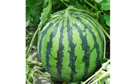 《先行予約 2025年度発送》山形県産 大玉スイカ1玉 L～2Lサイズ／約6～7.9kg スイカ すいか 西瓜 デザート フルーツ 果物 くだもの 果実 食品 山形県 FSY-0400