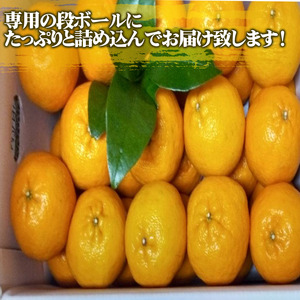 立目産 ポンカン 5kg 贈答用 2026年1月 下旬より順次発送 【みかんみかん】