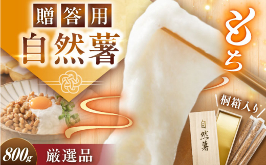 【贈答用】高級自然薯 桐箱入（800g）/ 自然薯 じねんじょ 贈答 山芋 やまいも / 恵那市 / 水戸屋 [AUFZ008]