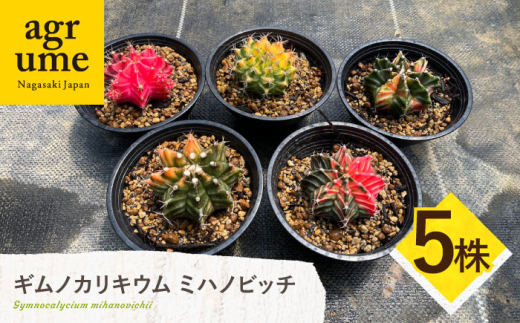 ギムノカリキウム ミハノビッチ 5株 Gymnocalycium mihanovichii 長与町/アグリューム [EAI224]