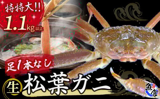 【先行予約】【魚倉】足１本なし生松葉ガニ（特特大1.1kg以上） 訳あり 松葉ガニ カニ ズワイガニ カニ爪 冷蔵 かにしゃぶ カニ刺身 ずわいがに 国産 わけあり 足欠け 足かけ 特大 鮮度抜群 鳥取県 倉吉市