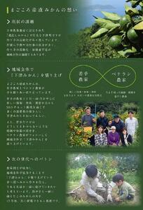 【定期便/全10回】厳選・柑橘の定期便 和歌山県下津町から農園直送！まごころ産直みかん【北海道・沖縄県・一部離島 配送不可】旬 みかん 早生 由良 完熟 蔵出し 津之輝 甘夏 不知火 清見オレンジ